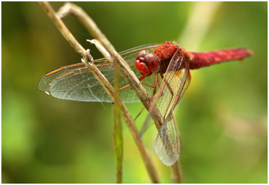 Crocothemis erythraea femelle androchrome